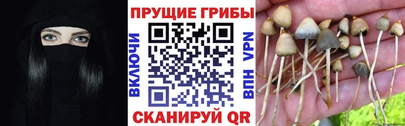 где продают наркотики  Саянск  Галлюциногенные грибы MAGIC MUSHROOMS 